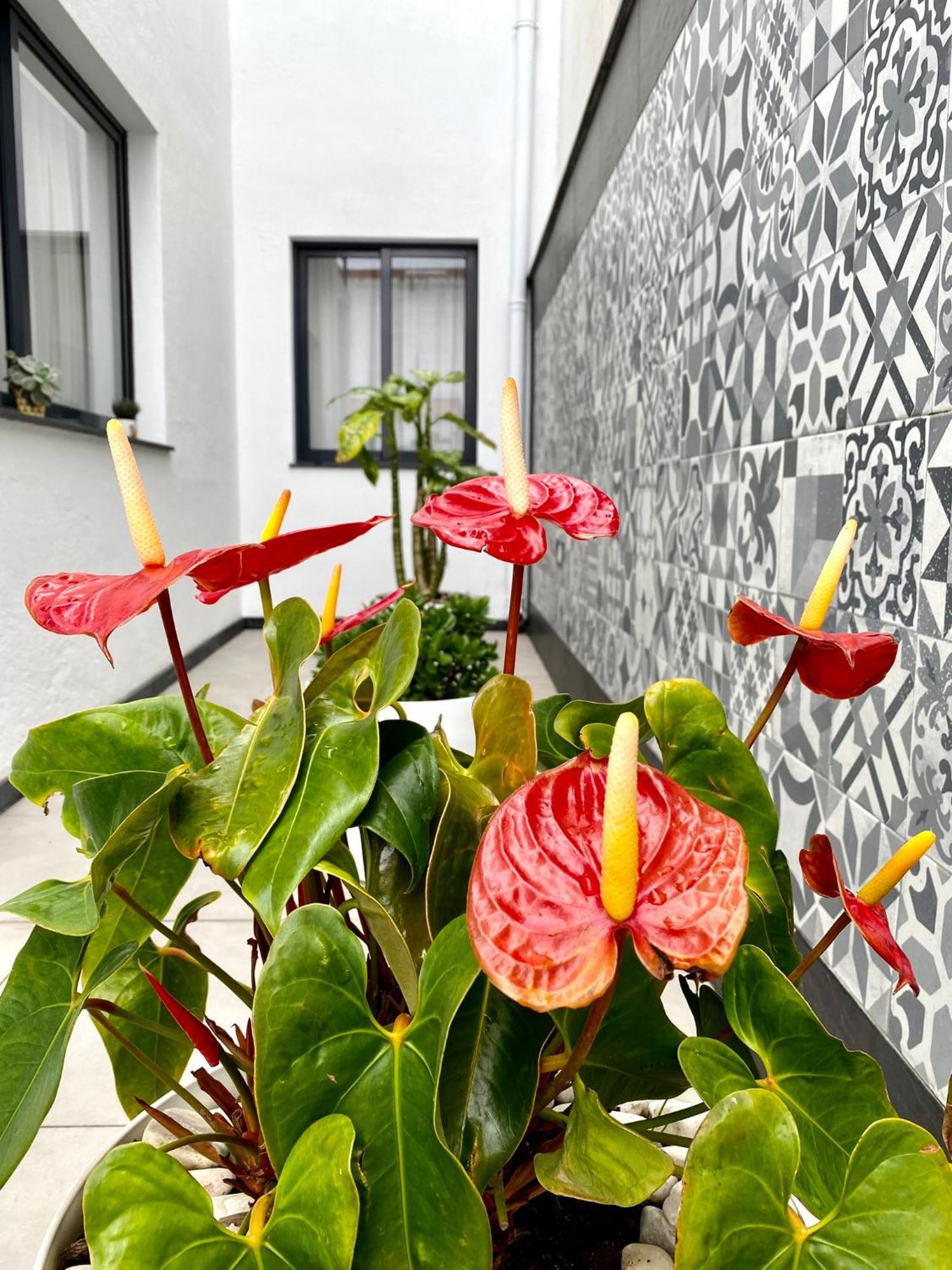 Ponta Delgada Iris House Al Azores מראה חיצוני תמונה